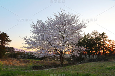 樱花、牧场、田野、樱花树、李子、油菜花、村庄、