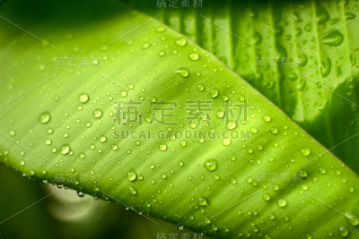 带水滴的香蕉叶