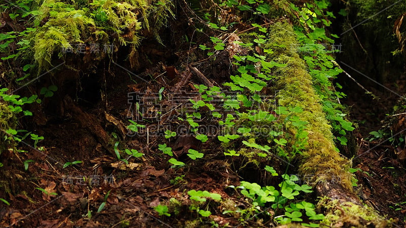 奥林匹克国家公园Hoh rainforest的三叶草和苔藓