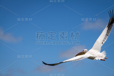 纳米比亚沃尔维斯湾，天空中飞翔的大白鹈鹕