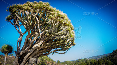龙血树
