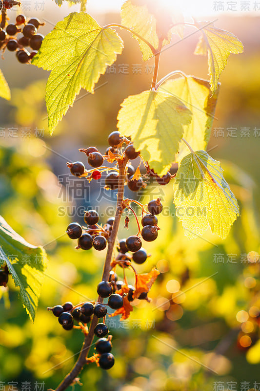 黑加仑子分支。在阳光下种植有机浆果