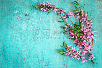 春季自然背景有杏花枝