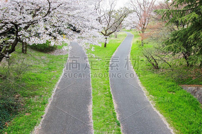 东京昭和公园的自行车道和樱花树