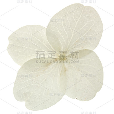 绣球花特写，晚。绣球，孤立在白色背景上