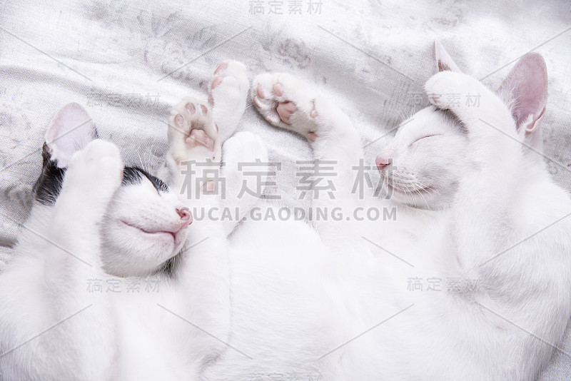 可爱的猫睡在椅子上