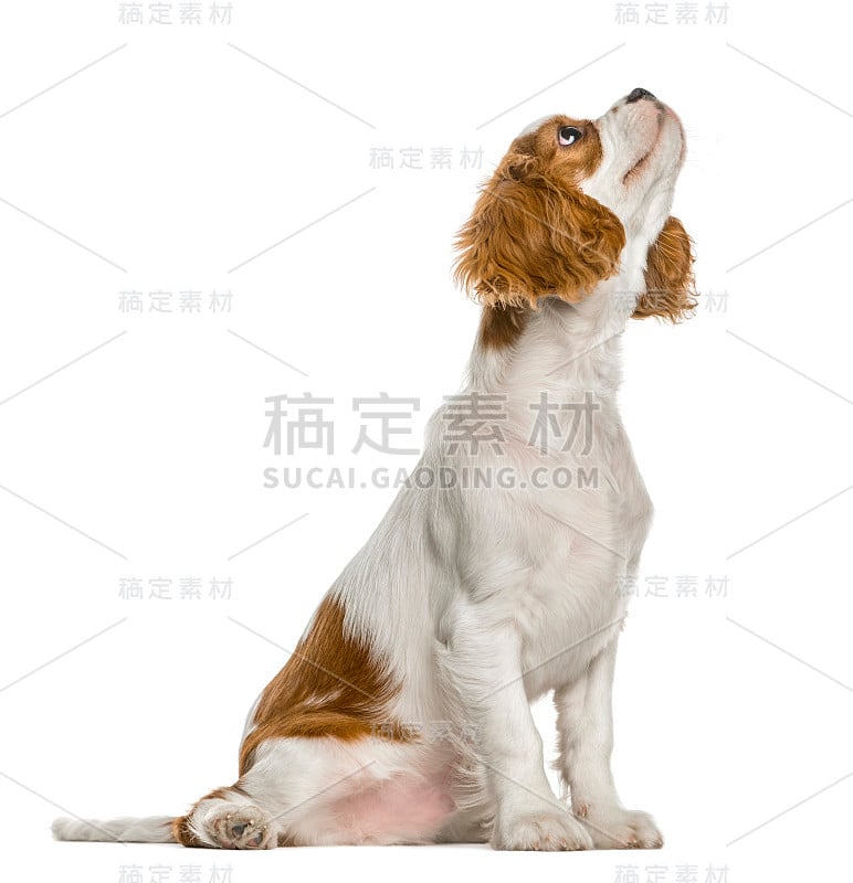 查理士国王的小猎犬抬头望着，孤立的白色