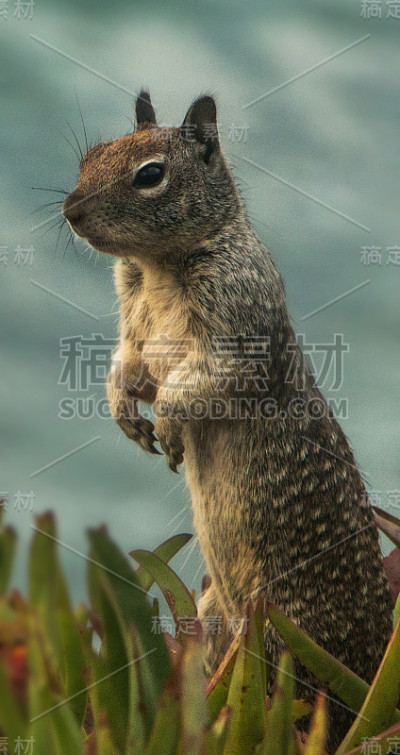 站松鼠
