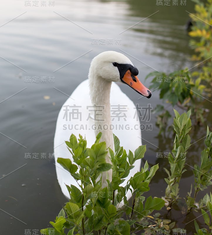 自然界池塘中的天鹅