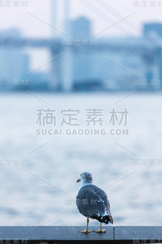 鸟