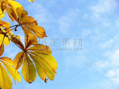 秋叶在天空的背景