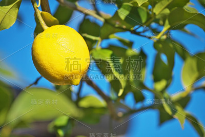 柠檬