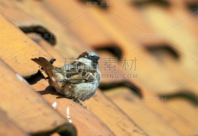 家麻雀(家麻雀)