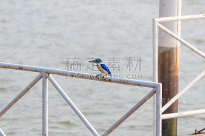 迷你蓝色鸟
