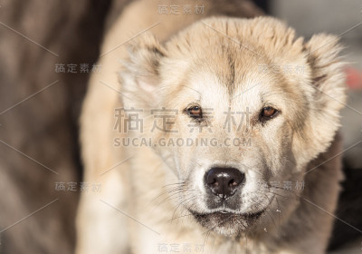 自然上的狗的肖像