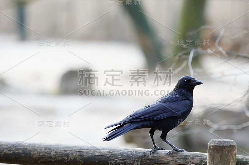 食腐乌鸦(Corvus corone)的侧面图