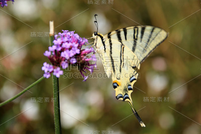帆船猎鹰