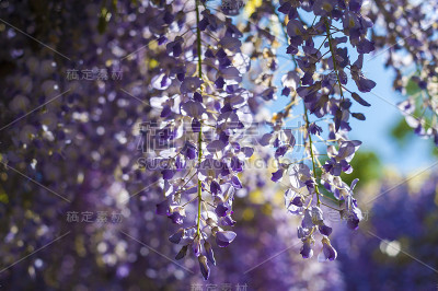 紫藤sinensis
