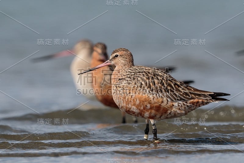 斑尾哥德威特- Limosa laponica