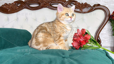 小红姜条纹小猫和一束红花在卧室的绿猫床上。钦奇利亚英国猫。可爱的宠物