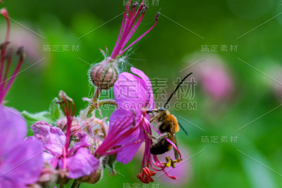 粉色的小花