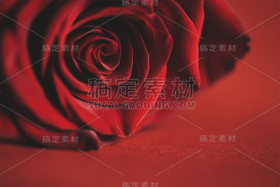 红色背景上的红色玫瑰