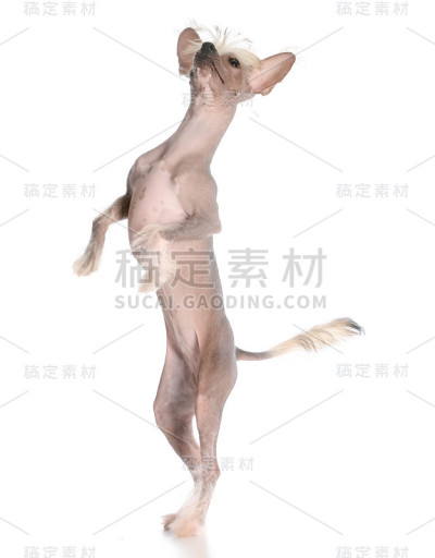 狗跳舞