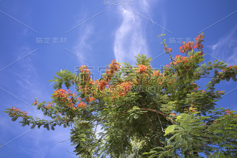 红凤凰花，蓝天