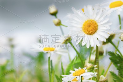 洋甘菊在花