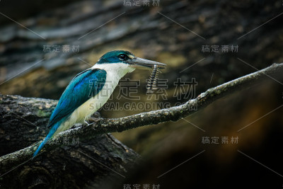 翠鸟- Todiramphus chloris中型翠鸟亚科翡翠，树翠鸟，也被称为白领翠鸟或红树林翠鸟