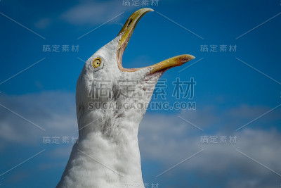 尖叫的海鸥