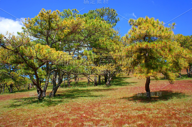 大叻，生态旅游，草地，松林