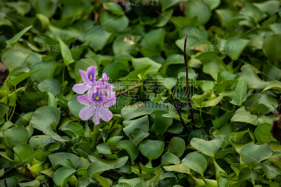池塘里有粉红色的花和水葫芦