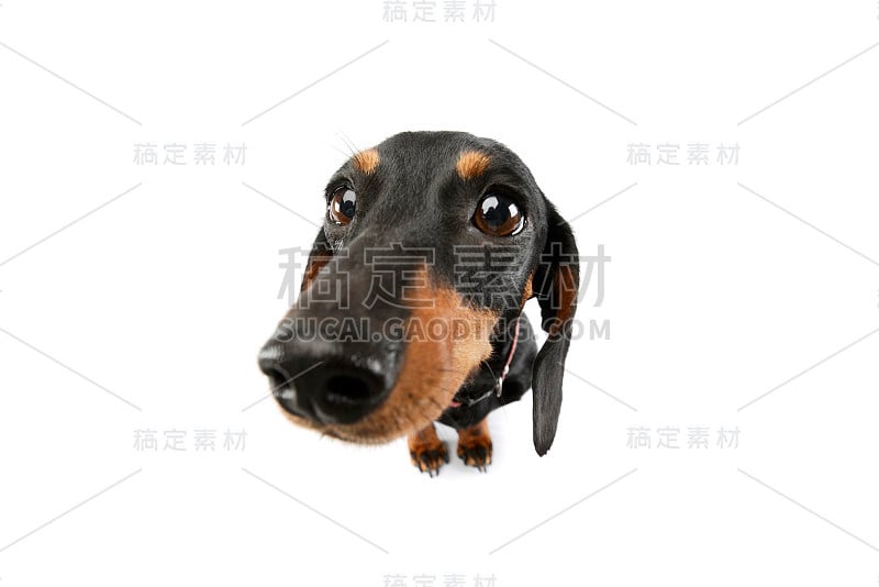 这是一只可爱的腊肠犬