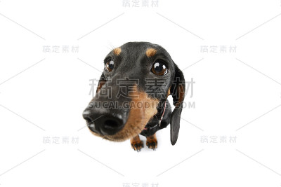 这是一只可爱的腊肠犬
