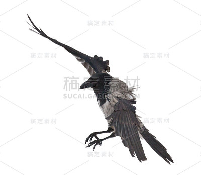 孤立的大灰乌鸦降落