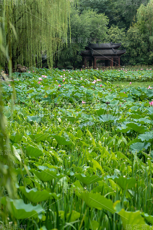 西安莲湖公园的莲花