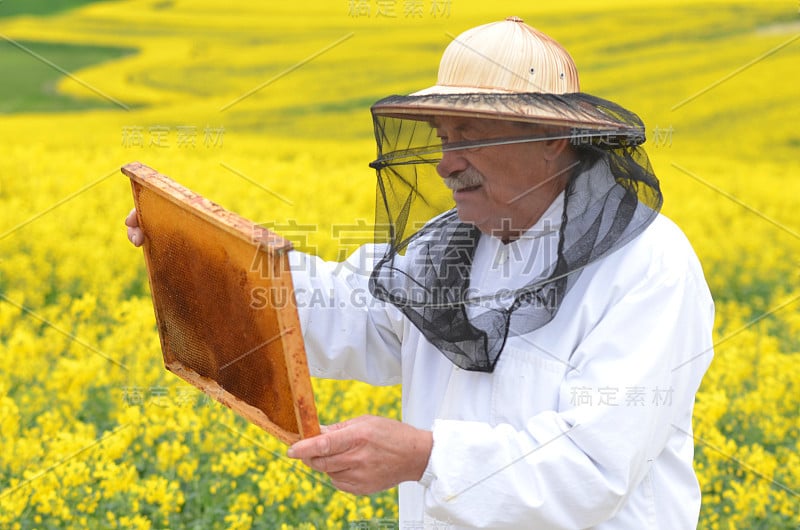 经验丰富的资深养蜂人在盛开的油菜田工作