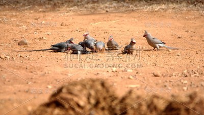 红着脸mousebirds