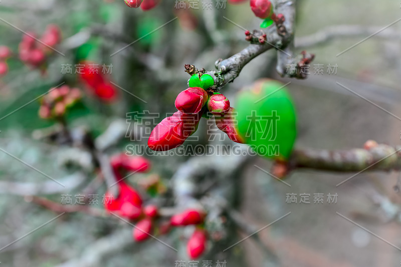 木瓜。红色的花。一种开花Cydonia (Chaenomeles speciosa)植物的特写