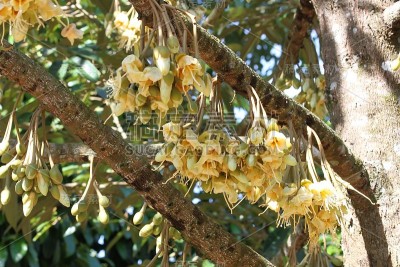 榴莲花长在树枝上。