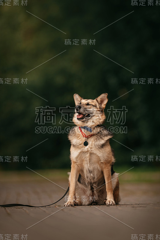 坐在户外的德国杂交牧羊犬