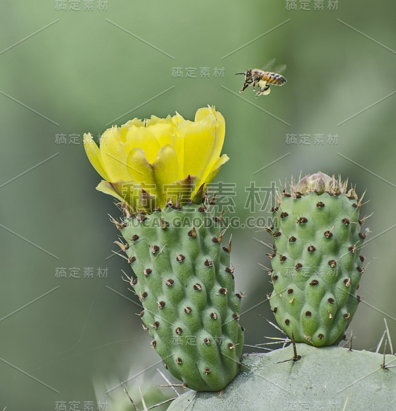 仙人掌花