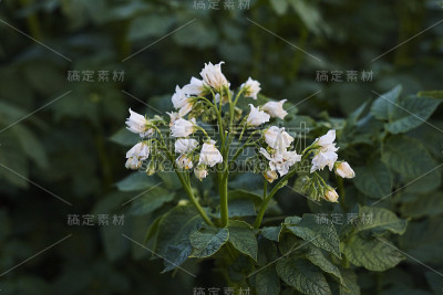 白色的马铃薯花和绿色的叶子靠近
