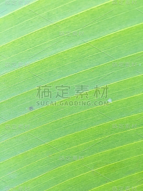 香蕉叶纹理背景