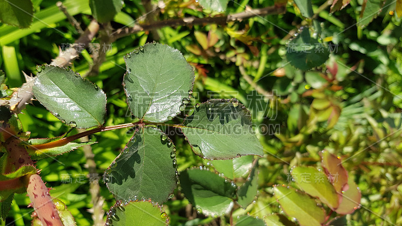 雨后的自然之美。鲜绿的玫瑰丛中潮湿的叶子在明亮的阳光下。玫瑰叶表面的特写和闪亮的水滴看起来像小珍珠。