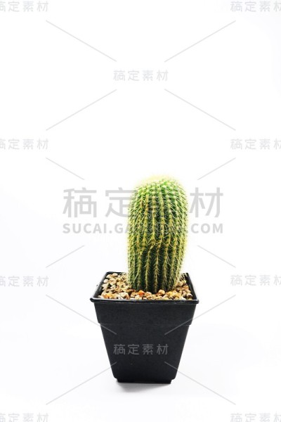 我的仙人掌