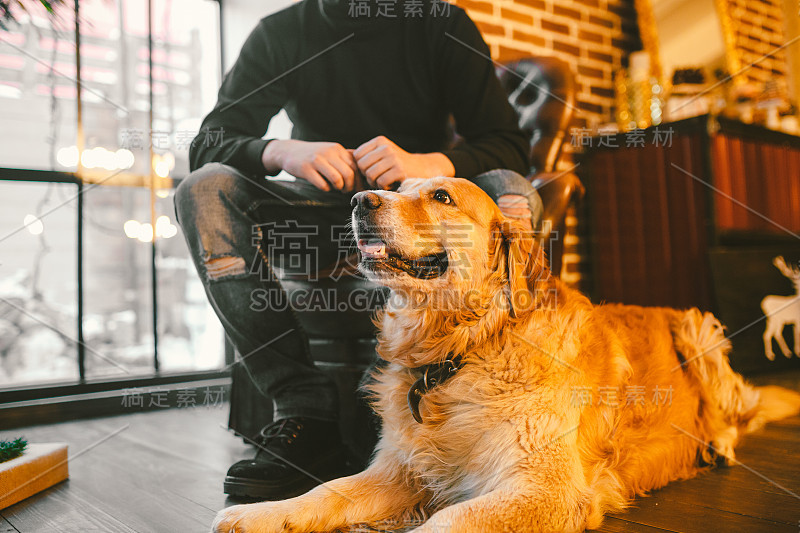 成年犬是一只金毛猎犬，阿拉布拉多躺在一只雄性繁殖犬的主人腿旁。在房子的内部靠近窗户的木地板上放着一个