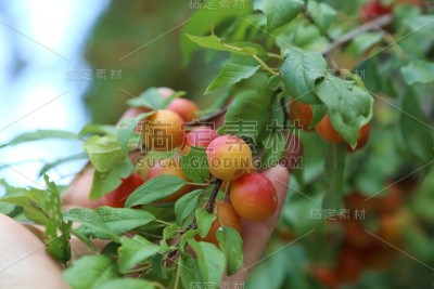 Mirabelle李子