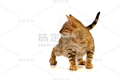老虎和豹颜色的猫的品种